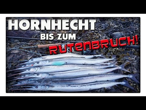 Angeln auf Hornhecht an Ostseestränden