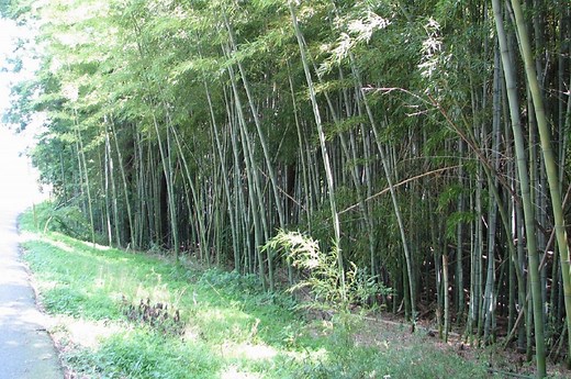 Containing and Removing Bamboo