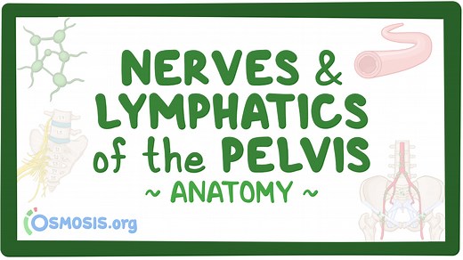 Nerves and lymphatics of the pelvis: Video, Causes, & Meaning | Osmosis