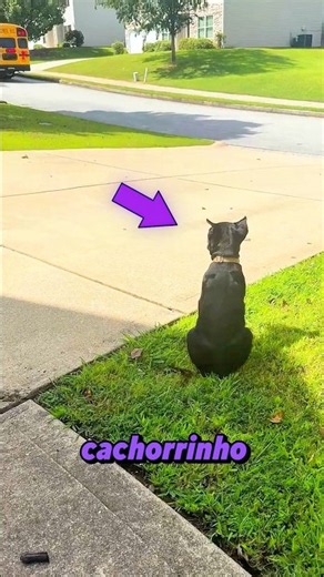 Ele Esperava Por ALGUEM Muito Especial ! 😱 #cachorro #pets #curiosidades
