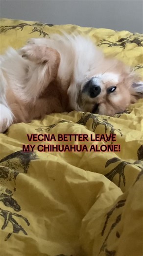 Don’t mess with my chihuahua!! 🤺 #vecna #strangerthings #dogmom #chihuahua #netflix
