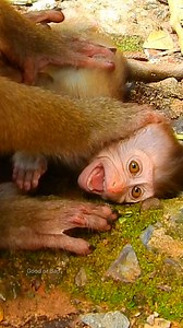 poor Rainbow crying loudly! Libby warning milk baby so strongly! | Good Or Bad