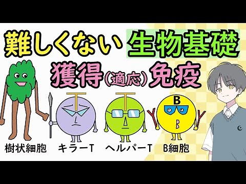 [Biology Basics] Acquired Immunity: The Role of T Cells and B Cells - Metamor High School Biology