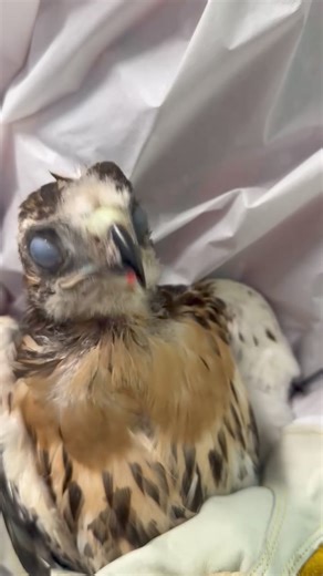 Tis the season for fly strike. Flies LOVE to swarm debilitated birds and lay their eggs. Those eggs hatch and maggots begin feasting on the poor bird. This little friend came to us via our friends at Southbury Animal Control yesterday afternoon. The infestation of maggots was one of the worst we’ve ever seen, but we got to work on her. Armed with tweezers, rubber gloves, saline wash, Capstar, gauze pads and cornstarch, we attacked and removed thousands of maggots from this young red tailed hawk.