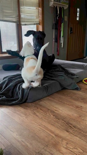 10K views · 354 reactions | Two dogs playing before work. #CuteDogs #TwoDogs #Dog #GreatDane #PuppiesAreFun | Larry_the_great_dane | Facebook