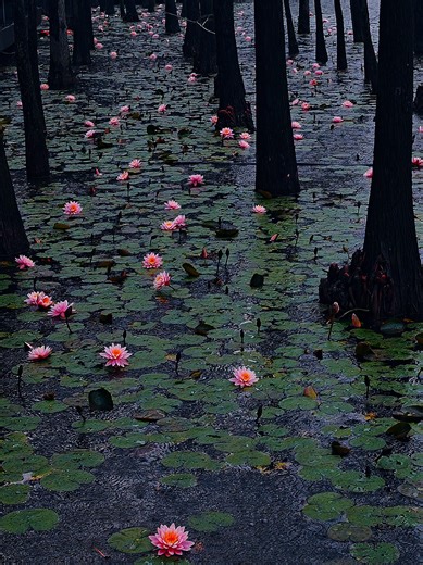 Exploring the Beauty of Lotus Flowers