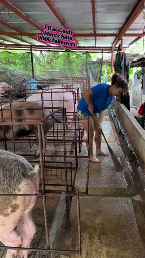 This Pig Is Too Smart to Be Real 🐖😱 #Unbelievable #AnimalIQ #Viral