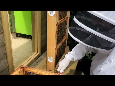 Setting Up A Permanent Observation Hive With Cotswold Bees