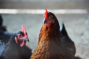 How does chicken end up on your plate? A look at the poultry industry.