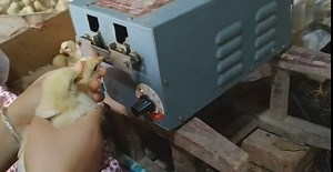 LeTkingok 110V Automatic Electric Chicken Debeaking Machine, Chicken Beak Cutting Removing Machine Chicken Debeaker Cutting Equipment 900pcs/h (for Chicken)