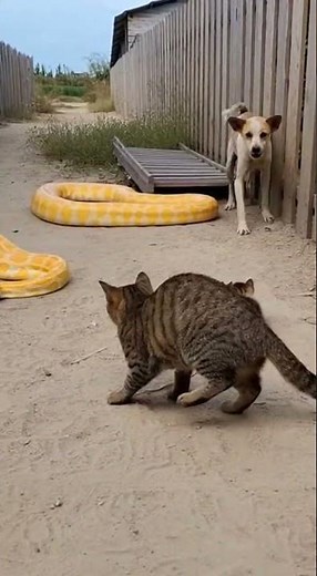 Mother Cat Saves Kittens From Python Attack As Dog Watches In Fear
