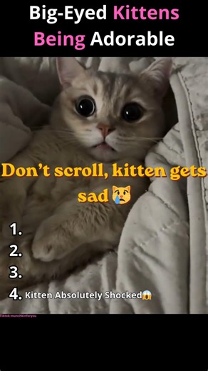 Cute Kittens With Big Eyes 😻
