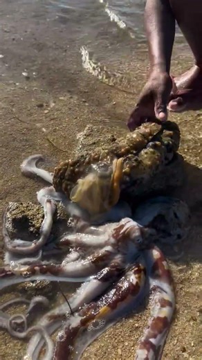 Fresh Sea Cucumber Harvest & Preparation by the Beach