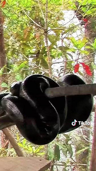 The Peruvian Amazon isn’t just a place, it’s life. 🌿🦜✨ Would you dare explore it? 👀👇 #VisitPeru #Peru #PeruTravel #PeruWow #PeruvianAmazon