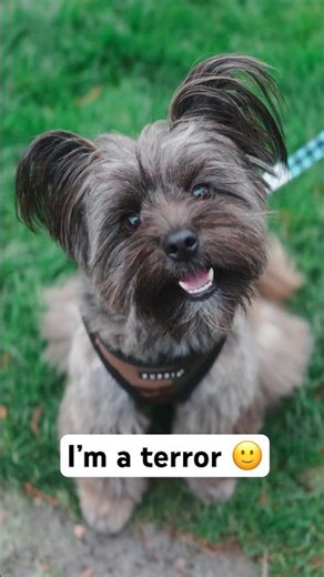 Omgggg this dog is too much ⚡️🌪️😂 #dogphotography #streetportraits