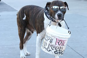 Panhandling pitbull begs for tips & treats