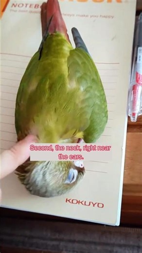 Parrot Petting Rules 🐦 3 Touches ✅ & 3 No‑Touches 🚫 | #shorts #lovebirds