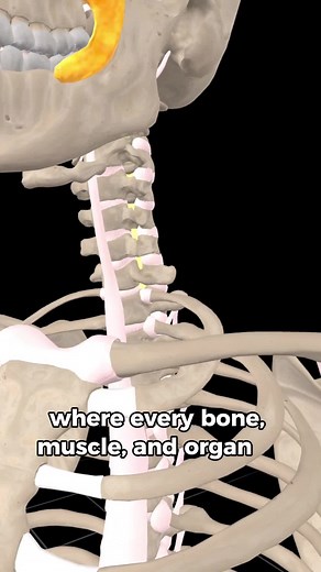 Explora la Anatomía Humana con VR