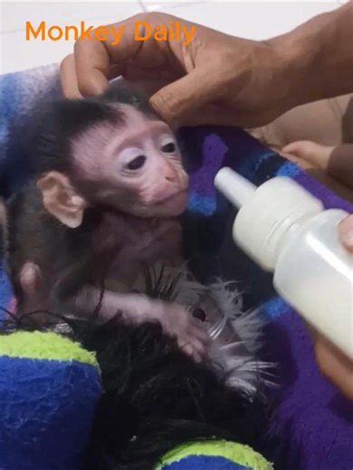 Baby monkey latching on the bottle