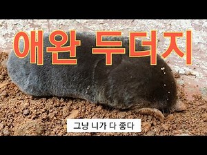 애완 두더지/두더지 땅굴파는장면 영상/#두더지 키우기