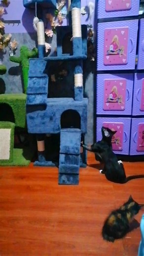 Para Maverick los límites son mentales. 💪🐱 (El nunca se queda solo sin supervision en los rascadores, siempre tiene una Karen cuidandolo de cerca) #michis #gatitos #fyp | Michis Olvidados