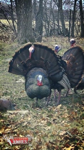 Highlights from our upcoming turkey season!! #wisconsin #turkeyhunting #turkey #springturkey