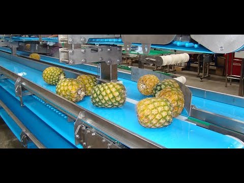 Food Industry Solutions | Fruits - Conveyor Belts by Volta Belting