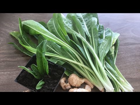 How To Cook Chicory Leaves “ Spadona” 29SEPT20 API 196