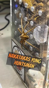 53K views · 1.2K reactions | Creepy crawlies feeding time  May nakawala pa  #tarantula #huntsman #salticidae #arachnid #exoticbeasts #exobeasts #spoods #spoodph #spiders #jumpingspider #viralpage #fbreels #reelsfb2024 #fypシ #foryoureels #foryourpage #foryoupage #short #PCF #reptitools #petscocofriend #feeding #animals #pets #exotickeepers #gagamba #vivarium #trendingreelsvideo #trendingnow #trendingreels | Exotic Beasts | Facebook