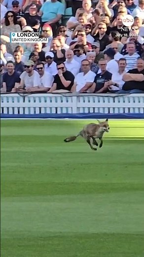 The quick brown fox jumps onto the cricket pitch, interrupting match in London