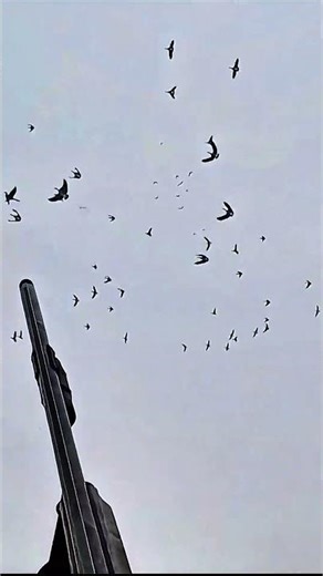 Epic Goose & Mallard Hunting Action | Perfect Shots! #hunter #birdhunting #duck #geesehunting #duck