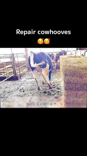 TikTokでwild animals 666さんをチェック！