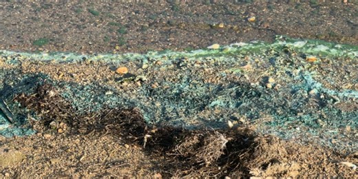 St. Lawrence Co. Public Health warns to avoid algae blooms on Black Lake