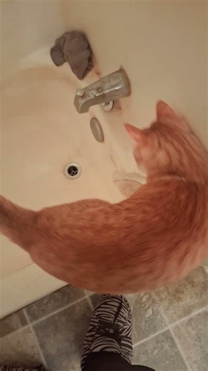 Milo's Holiday Cheer