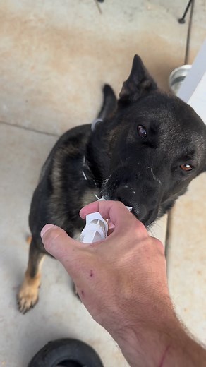6.4K views · 653 reactions | Almost done with his Pro-Pectalin, yummy  yummy… #k9 #k9bane #bane #BaneTrain #k9unit #k9handler #meds #medicine #goodboy #getwell #feelingbetter #police #policek9 #humanizethebadge #k9sleadtheway #reels #trending #fyp #viral #oakboropd #germanshepherd #oakboronc #stanlycounty #NorthCarolina | K-9 Joker & K-9 Bane | Facebook
