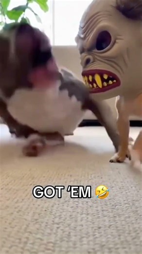 "Best Scared Pranks on Dogs". #funny #dogpranks