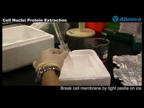Cell Nuclei Protein Extraction