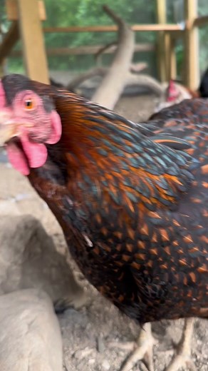 Chickens and Fireworks: Keeping Your Flock Safe and Calm
