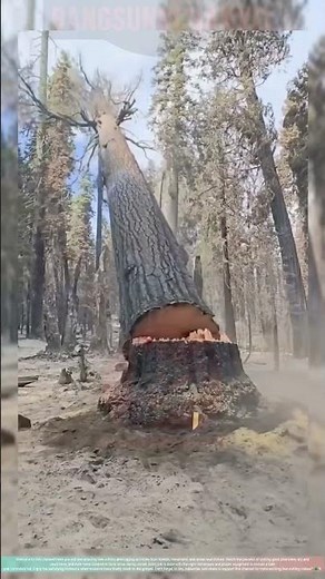 Cutting Down a Dead and Dry Pine Tree cutting trees | Dangerous Tree Removal