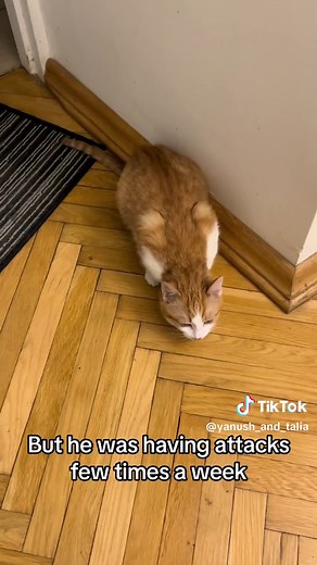 Yasio's Health Update: Coping with Lung Worms | Kitten & Cat Care