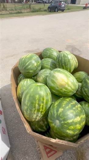 Forget the fireworks, if you don't have an Atkinson Farms watermelon on Independence Day, you're doing it wrong! We are open until 6:00 today. We will also be open tomorrow starting at 10:00am | Atkinson Farms