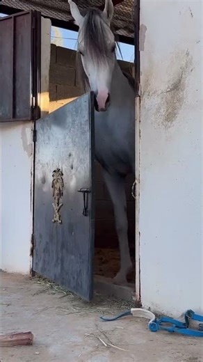 Chased a Horse 🏃🏽‍♂️🐴