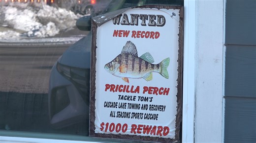 Ice fishing for yellow perch in Cascade, Idaho