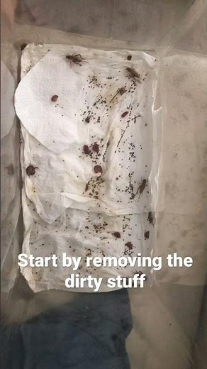 How to clean and/or set up your cricket enclosure!