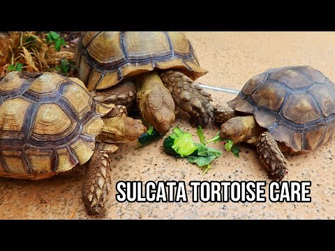 COMPLETE African Sulcata Tortoise Care!! (Best pet tortoise)