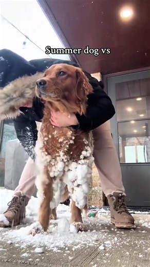 Snow day turns every dog into a full speed chaos machine 🐶❄️😂 #FunnyDogs #SnowMadness #DogComedy #PetHumor #WinterZoomies