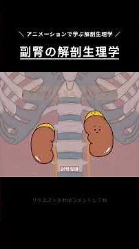 \\Anatomy and Physiology of the Adrenal Gland/ #AnatomyAndPhysiology