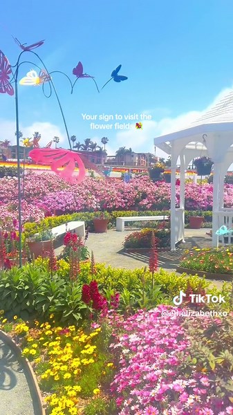 Explore the Stunning Flower Fields in Carlsbad, San Diego