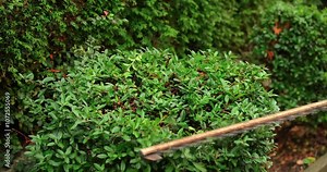 Learn the proper techniques for trimming bushes to maintain a tidy garden. Discover tips and tools needed for efficient pruning in your outdoor space. Stock Video