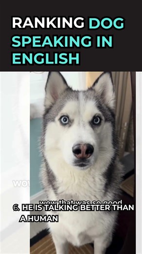 Ranking dog speaking in english